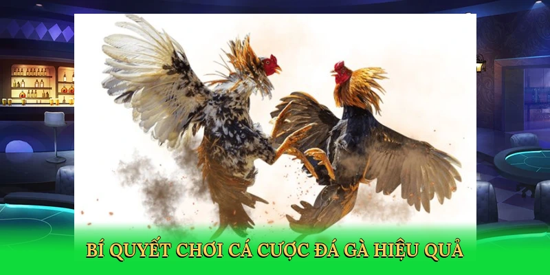 Đá Gà Trực Tiếp Ở Thomo – Săn Thưởng Cùng BLUE88