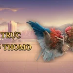 Đá gà trực tiếp ở Thomo