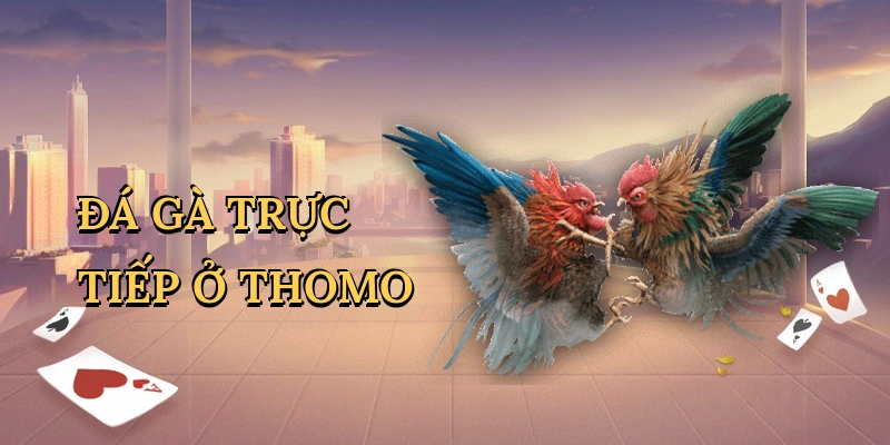 Đá gà trực tiếp ở Thomo