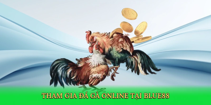 Đá Gà Trực Tiếp Ở Thomo – Săn Thưởng Cùng BLUE88