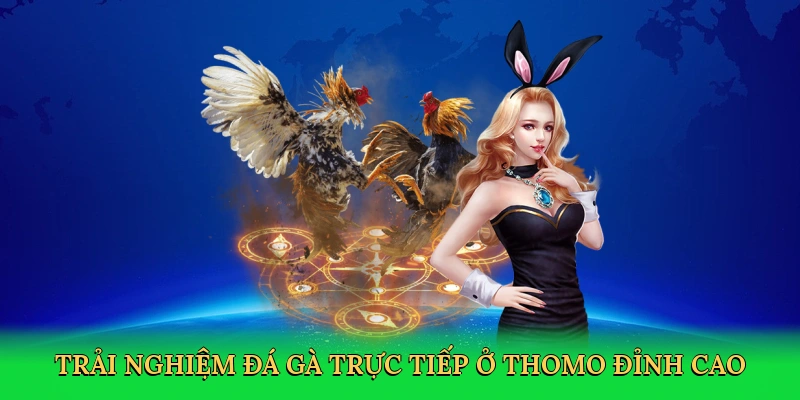 Đá Gà Trực Tiếp Ở Thomo – Săn Thưởng Cùng BLUE88