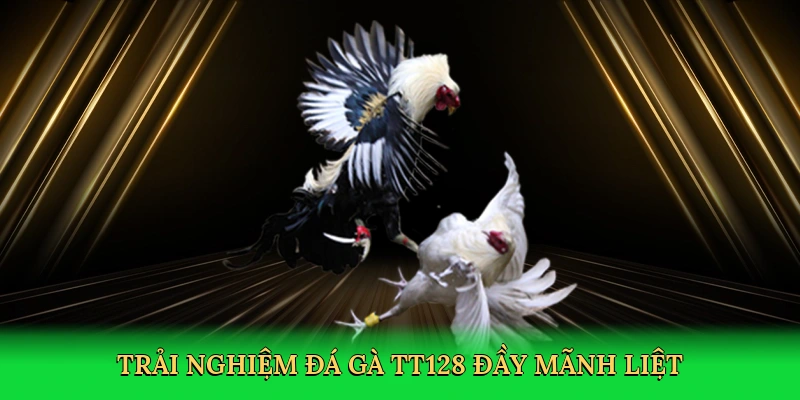 Đá Gà TT128: Hành Trình Chinh Phục Đấu Trường Gà Số Kịch Tính