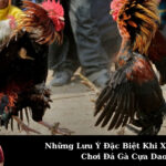 Những Lưu Ý Đặc Biệt Khi Xem Hoặc Chơi Đá Gà Cựa Dao