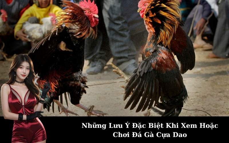 Những Lưu Ý Đặc Biệt Khi Xem Hoặc Chơi Đá Gà Cựa Dao