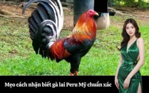 An Tâm Cá Cược Với Chính Sách Bảo Mật B52 Chi Tiết